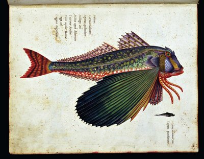 Imagen desconocida de Ulisse Aldrovandi